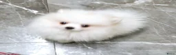 Pomeranian dogs for sale: Beautiful white cream Pomeranian puppies - Advert 3