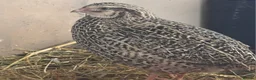 Quail poultry for sale: Quail - Males - Advert 13
