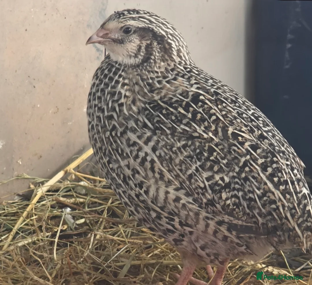 Quail poultry for sale: Quail - Males - Advert 13