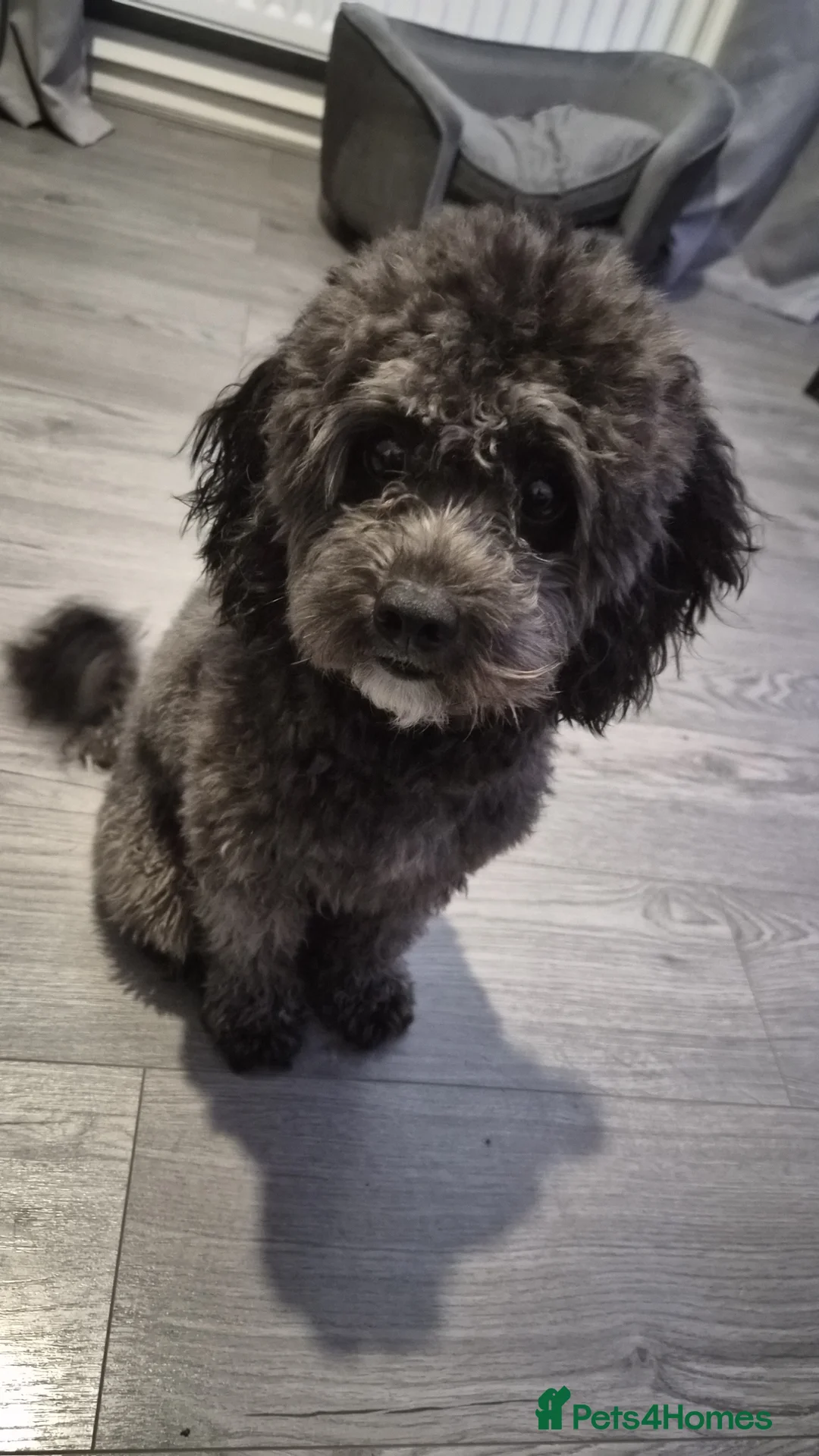 Cockapoo dogs for stud: Rocco - Advert 4