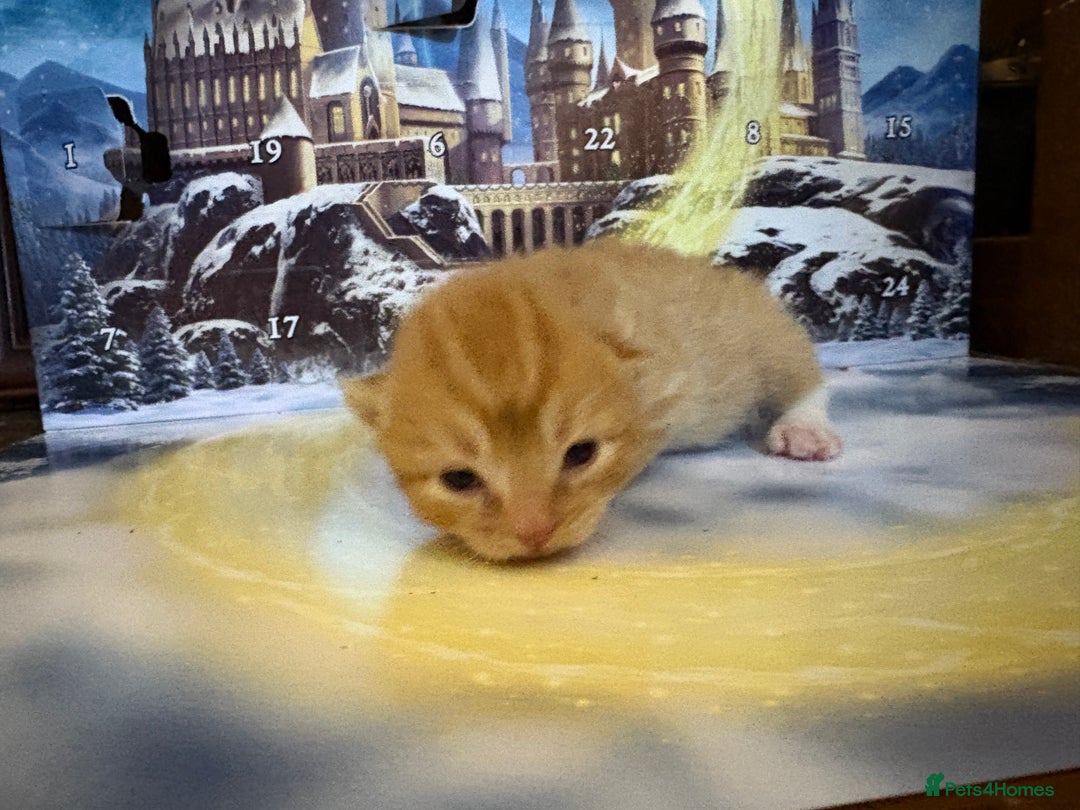 Mixed Breed cats for sale: 1/2 sphynx kittens - Advert 4