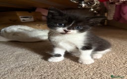 Mixed Breed cats for sale: Three female kittens  - Image 5