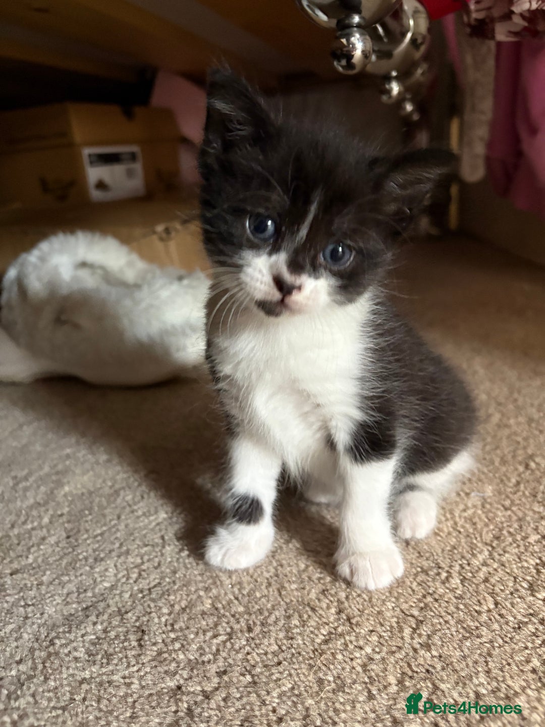 Mixed Breed cats for sale: Three female kittens  - Image 5
