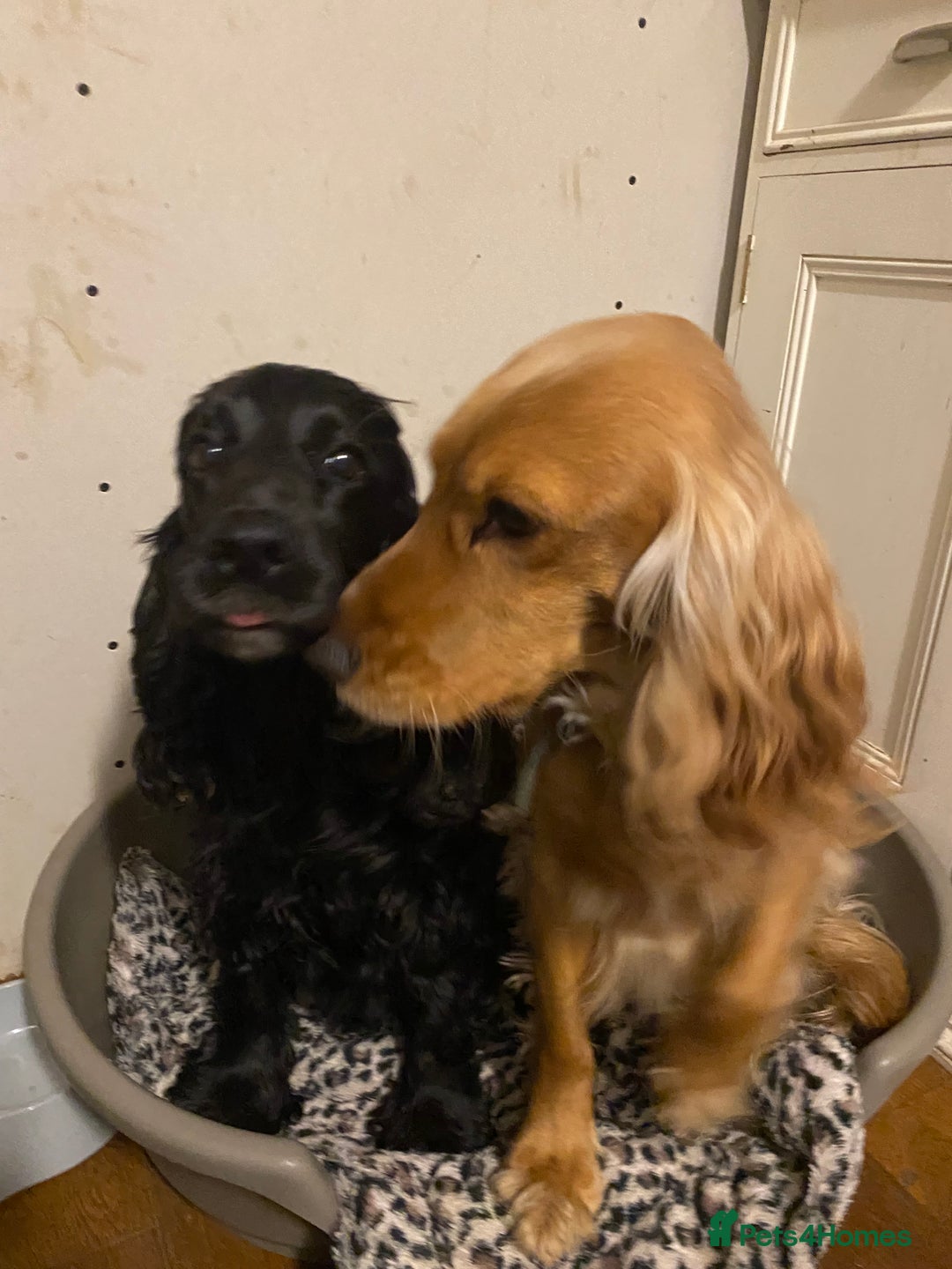 Cocker Spaniel dogs for sale: Cocker Spaniel puppies - Advert 4