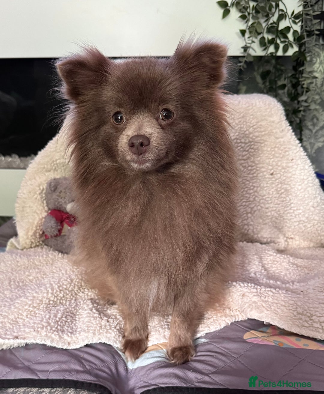 Pomeranian dogs for sale: Kc reg champion Russian bloodline Pomeranian - Advert 5