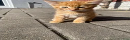 Mixed Breed cats for sale: 3 GORGEOUS KITTENS - Advert 8