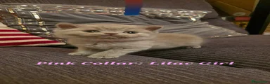 Pink Collar -Lilac 