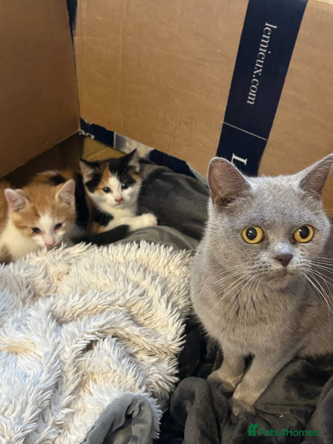 Mixed Breed cats for sale: Mixed breed British shorthair  - Image 8