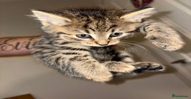 Siberian cats - Advert 4