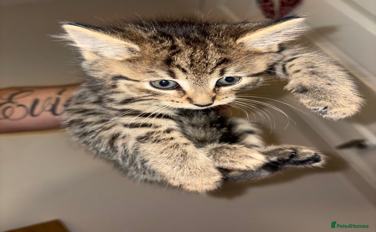 Siberian cats - Advert 1