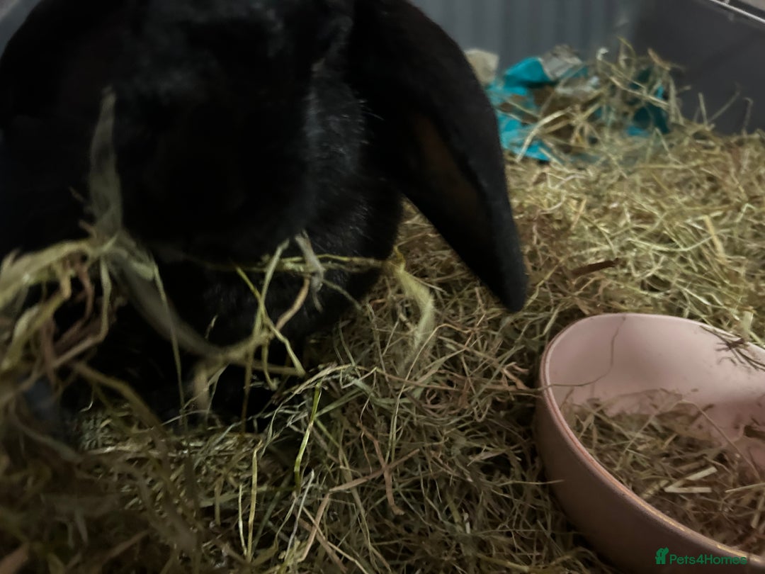 French Lop rabbits for sale: Rehoming 2 female rabbits  - Advert 3