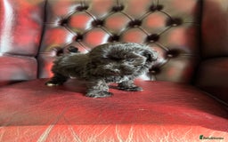 Maltipoo dogs for sale: Gorgeous tiny toy F1 Maltipoo puppies  - Image 11
