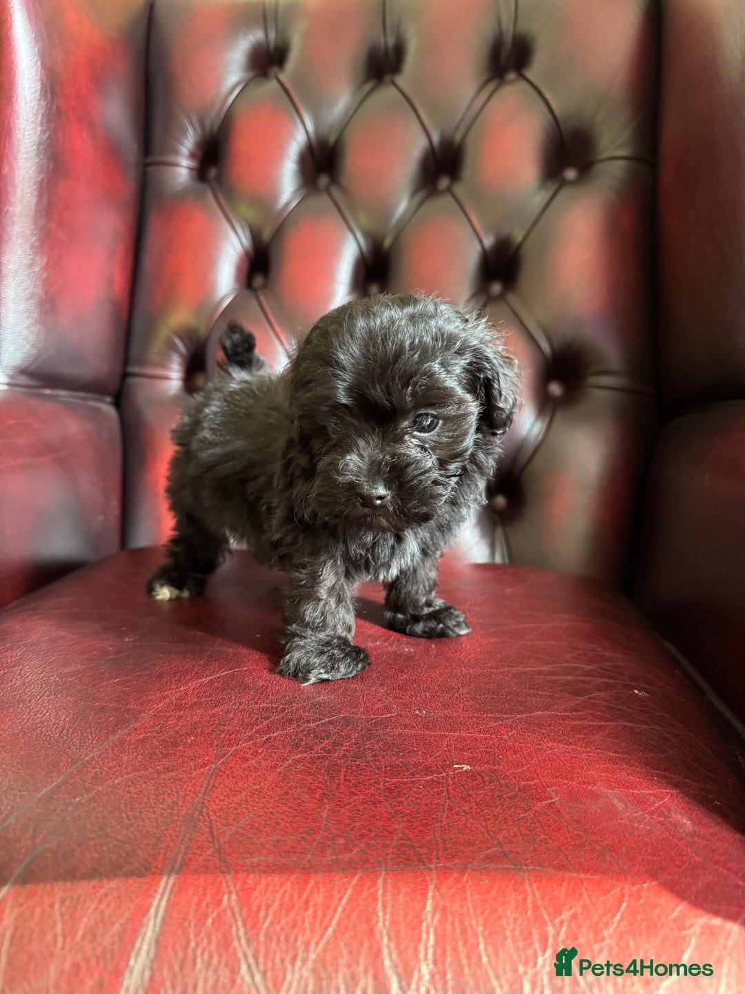Maltipoo dogs for sale: Gorgeous tiny toy F1 Maltipoo puppies  - Image 11