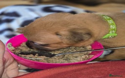 Mixed Breed dogs for sale: 1Boy Left German Shepherd Staffy Dogue de Bordeaux - Image 3