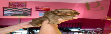Cockapoo Puppy 2