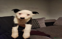 Border Collie dogs for sale: Border collie puppies - Advert 6
