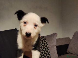 Border Collie dogs Border collie puppies - Advert 5
