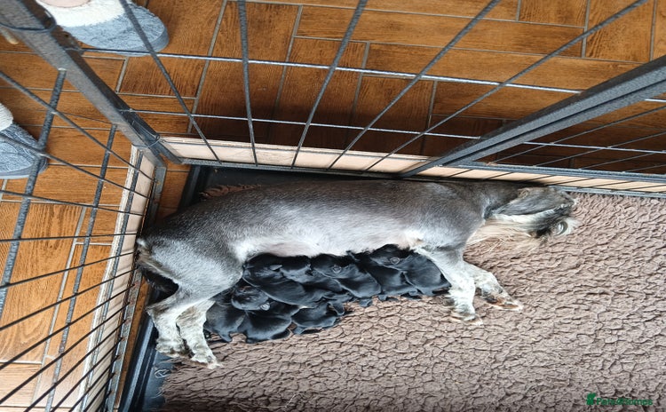 Miniature Schnauzer dogs - Advert 1