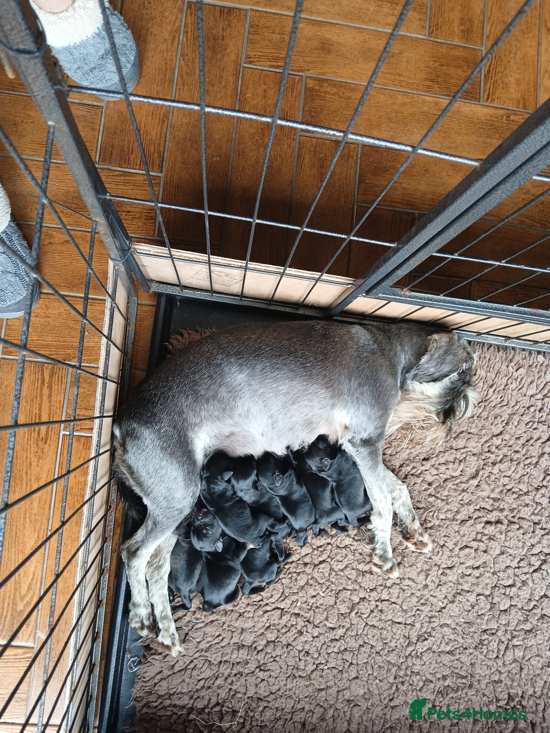 Miniature Schnauzer dogs for sale: Stunning kc registered miniature schnauzer pups. - Image 2