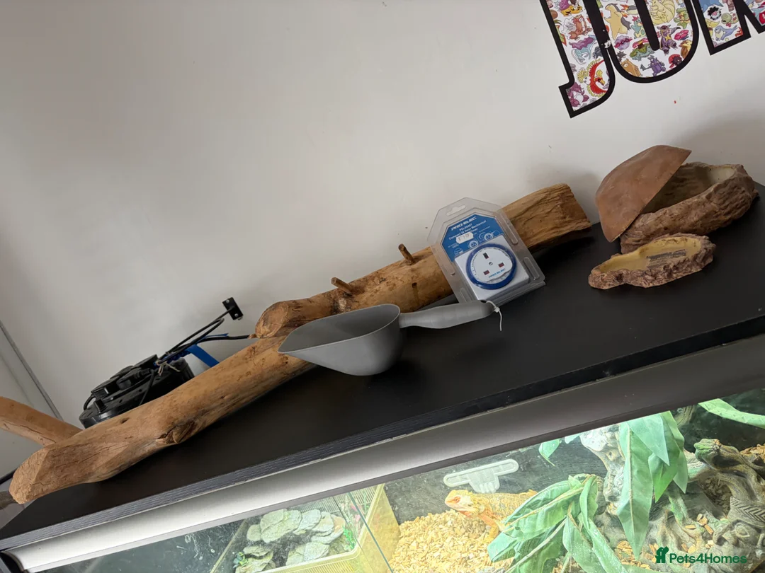 Bearded Dragon reptiles for sale: 2 x bearded dragons with set up  in Harlow - Advert 4