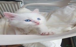 Mixed Breed cats for sale: Two beautiful princess  - Image 5
