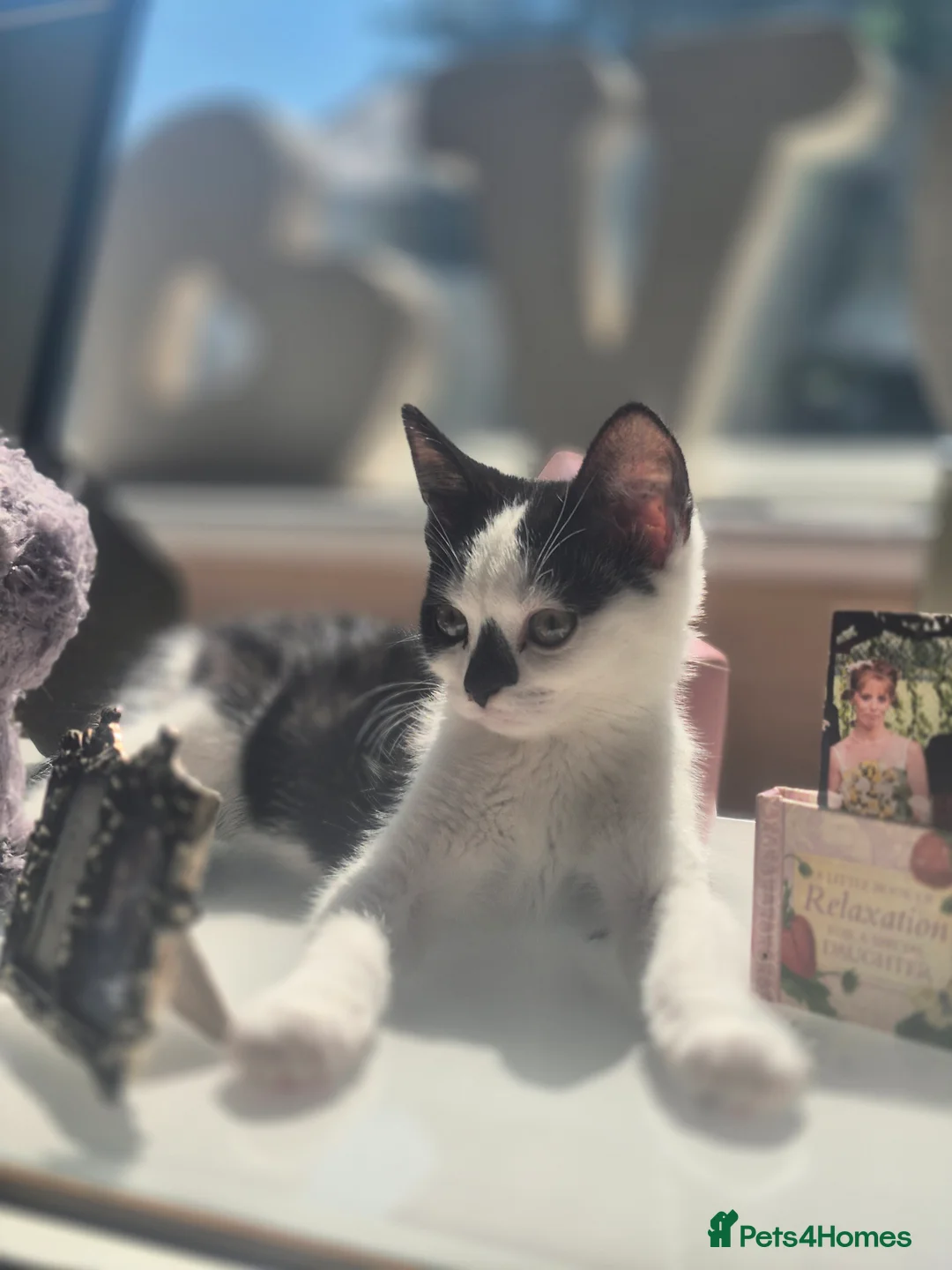 Domestic Shorthair cats for sale: Kittens in Ormskirk - Advert 2