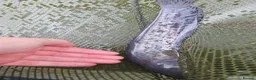 Catfish fish for sale: Wells catfish in Attleborough - Advert 2