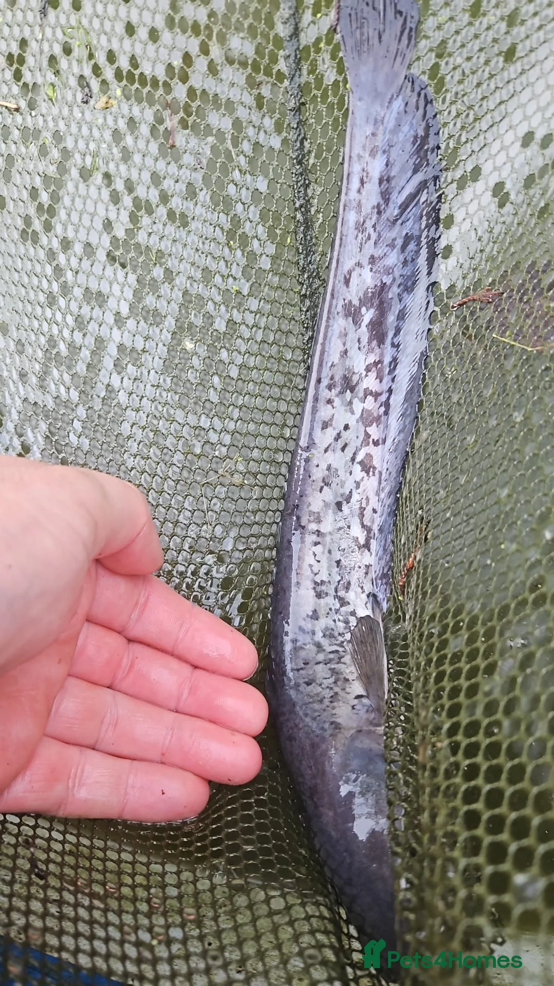 Catfish fish for sale: Wells catfish in Attleborough - Advert 2