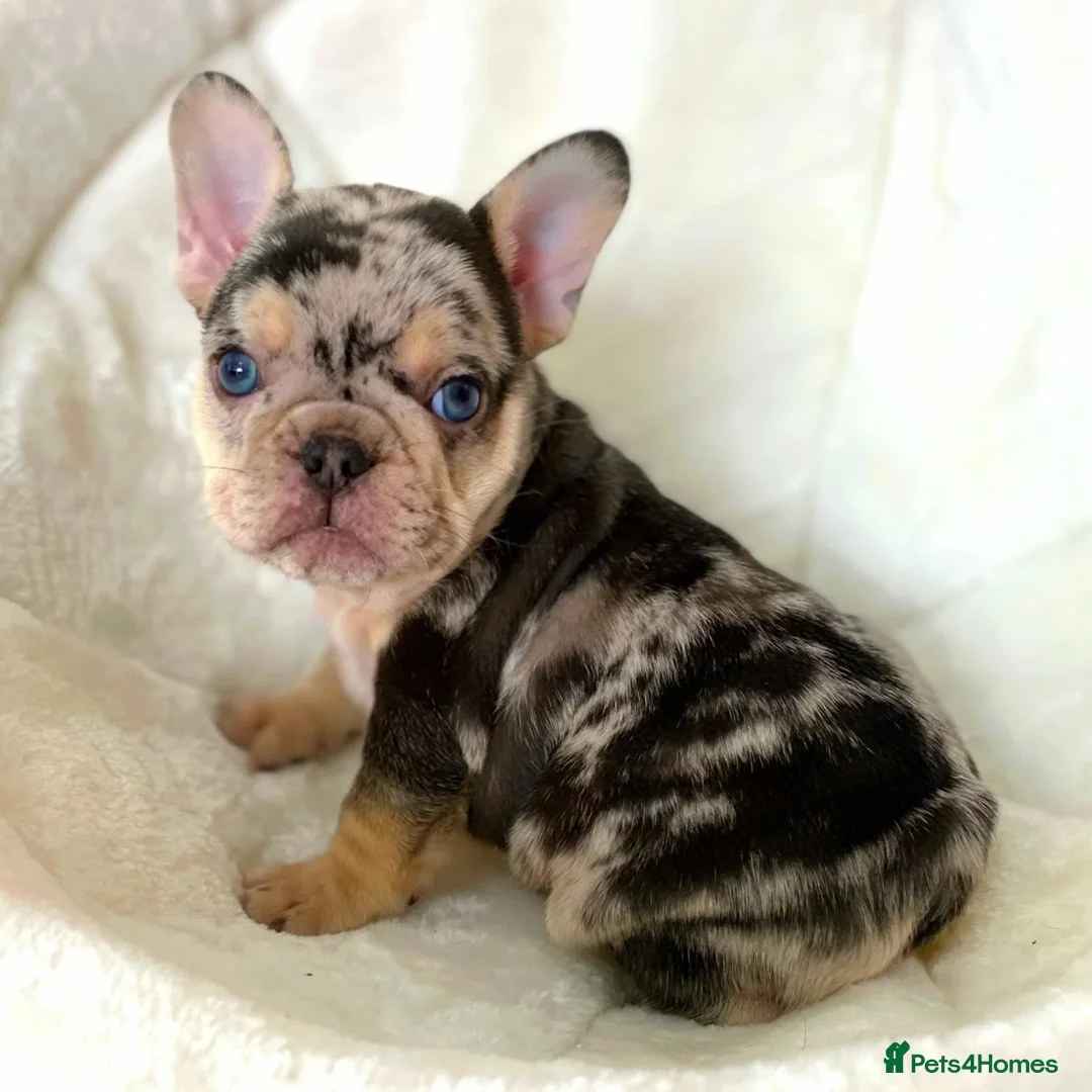 French Bulldog dogs for stud: HEALTH TESTED BLUE MERLE & TAN STUD CARRYING COCOA in Boston - Advert 19