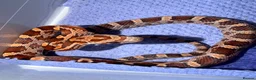 Corn Snake reptiles for sale: Baby cornsnakes  in Paignton - Advert 6