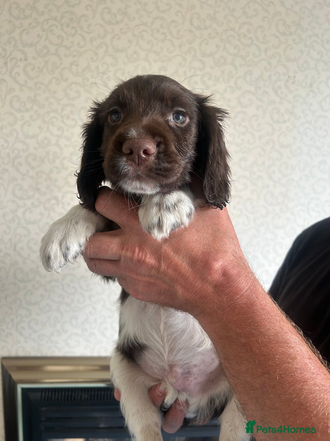 English Springer Spaniel dogs for sale: Springer Spaniel Puppies  - Image 8