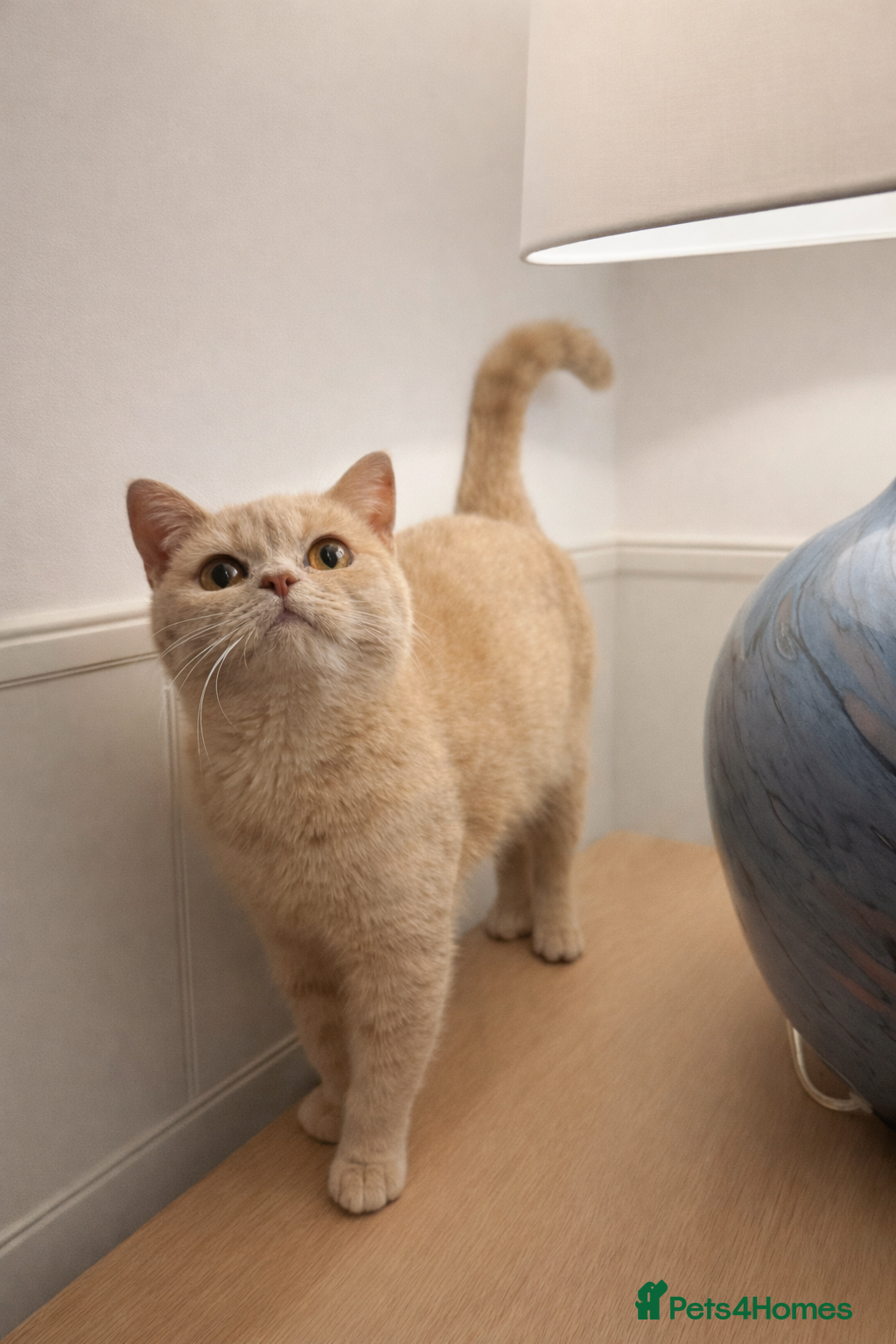 British Shorthair cats Cream British shorthair female  - Advert 17