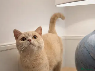British Shorthair cats Cream British shorthair female - Advert 17