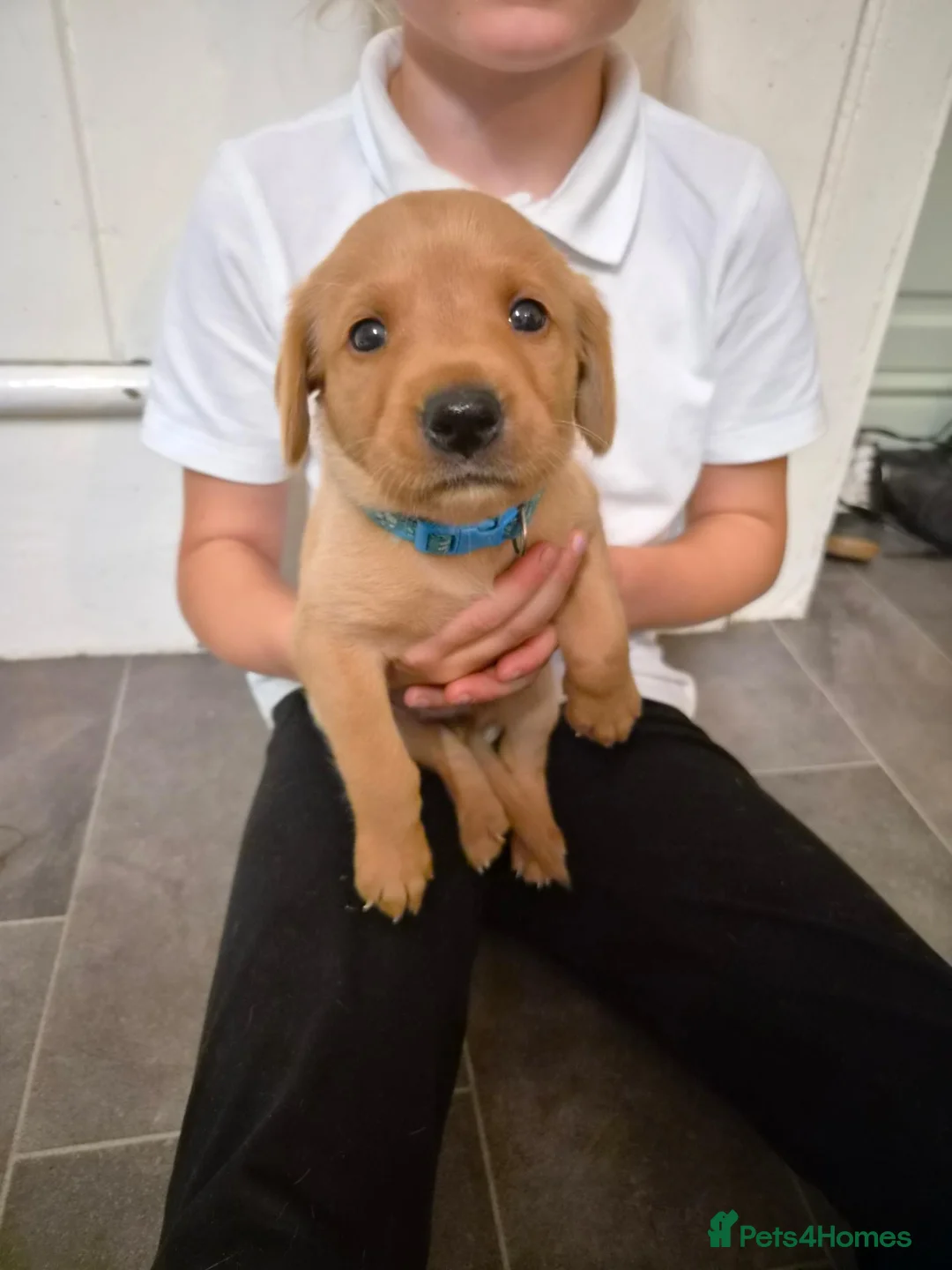 Labrador Retriever dogs for sale: Labrador Puppies  - Advert 6