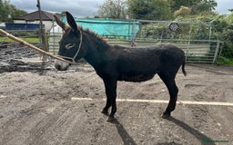 Donkey livestock for sale: Jack  donkey  - Image 2