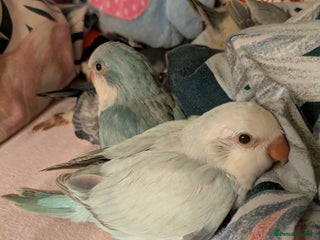 Parakeets birds - Advert 34