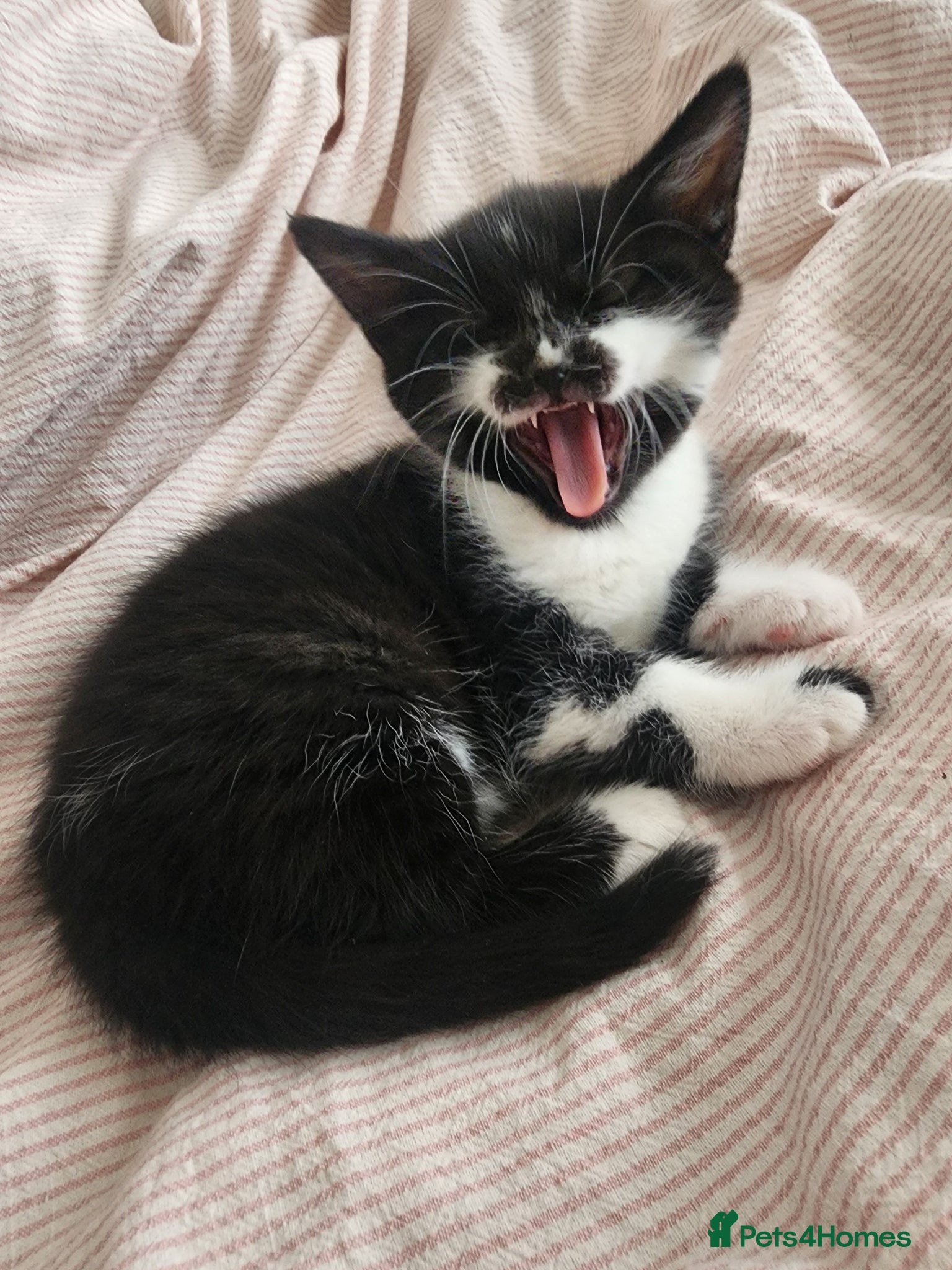 Mixed Breed cats 2 little Tuxedo new born kittens - Advert 1