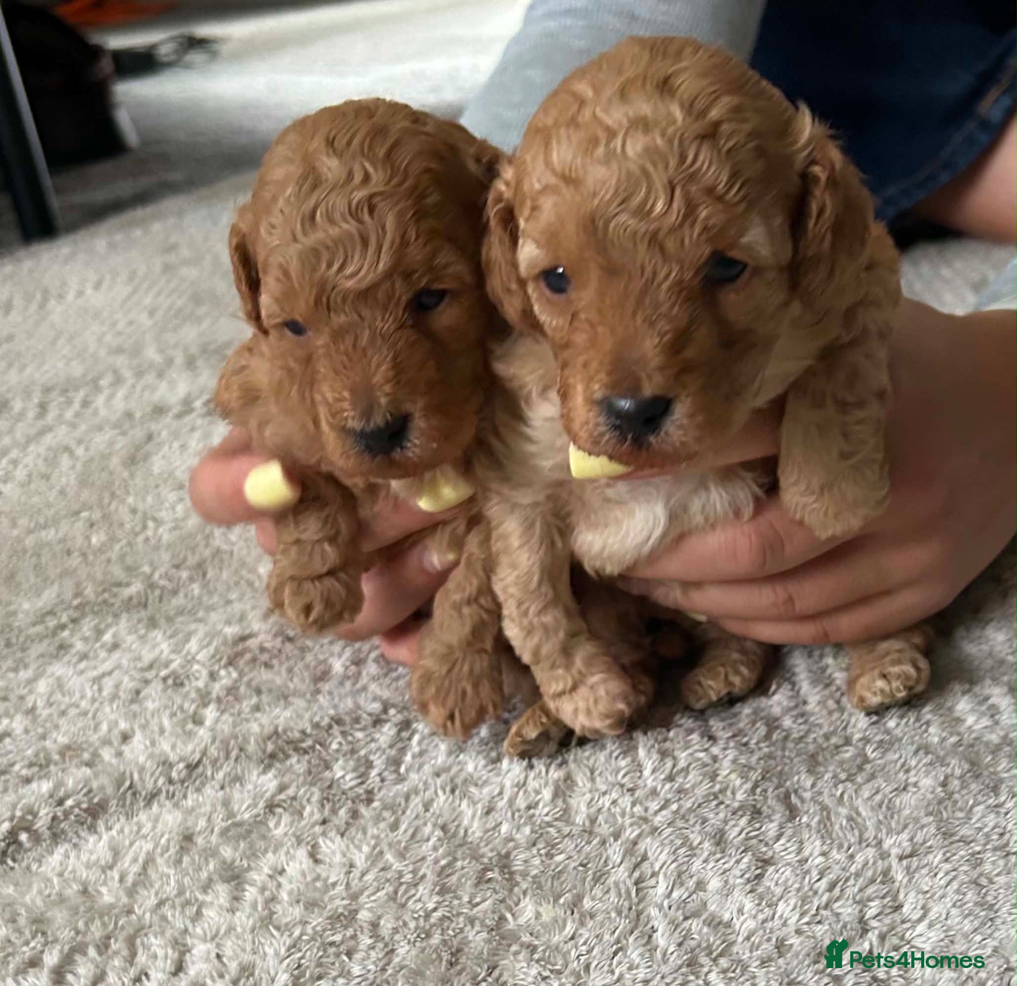 Toy Poodle dogs Gorgeous, healthy KC toy poodles  - Advert 7