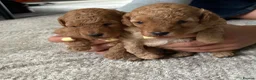 Toy Poodle dogs for sale: Ready now 🏡🐩❤️ 2x gorgeous toy poodle BOYS - Advert 12