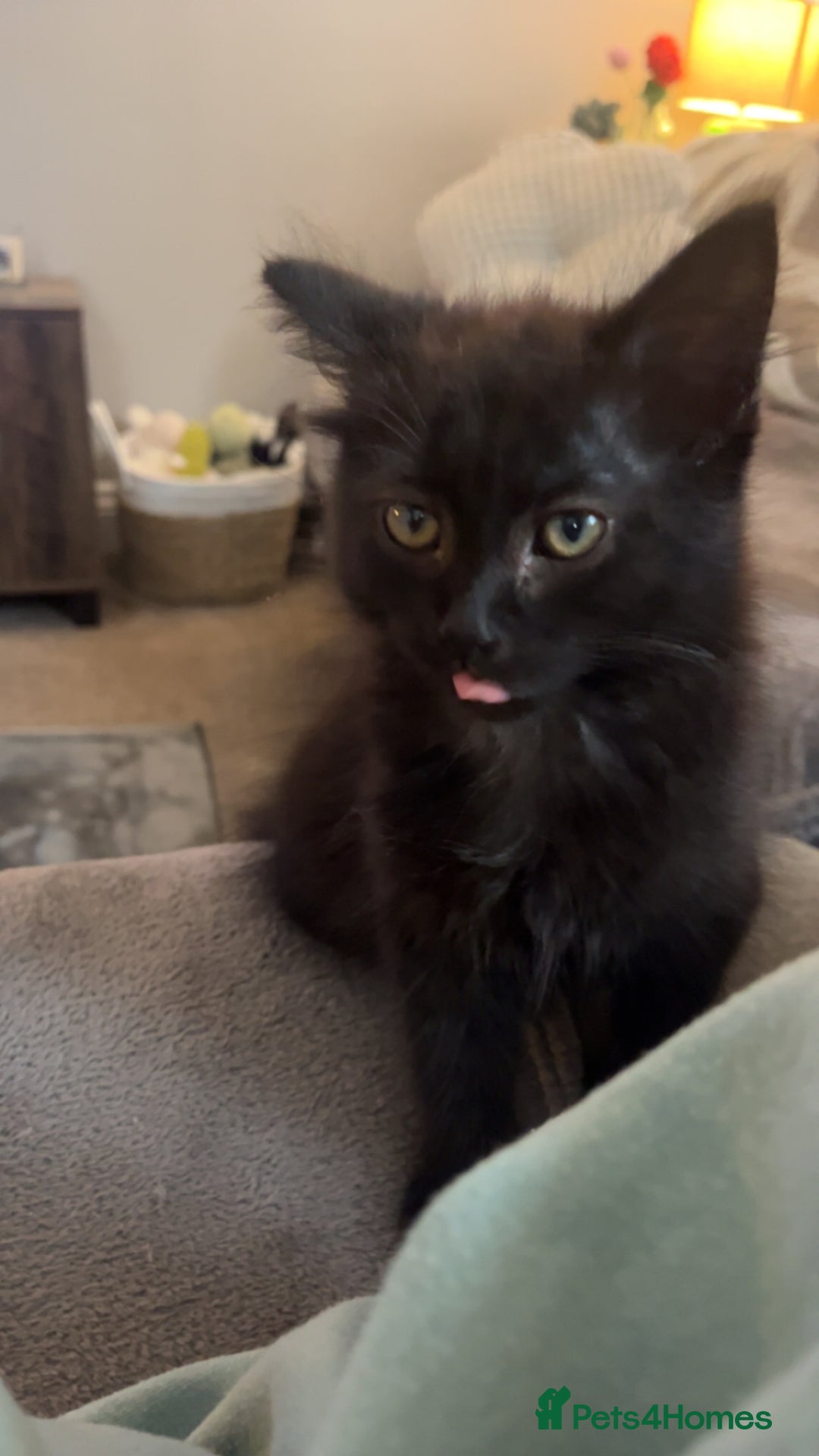 Chantilly-Tiffany cats for sale: Kitten for sale  - Image 2