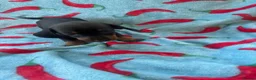 Dachshund dogs for sale: dash hound pups - Advert 8