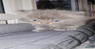 Maine Coon cats Amazing Mainecoon - Advert 2