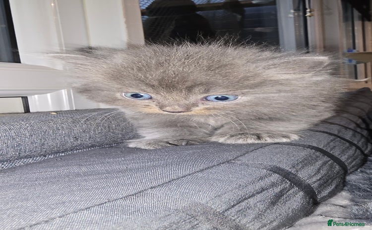 Maine Coon cats Amazing Mainecoon - Advert 1