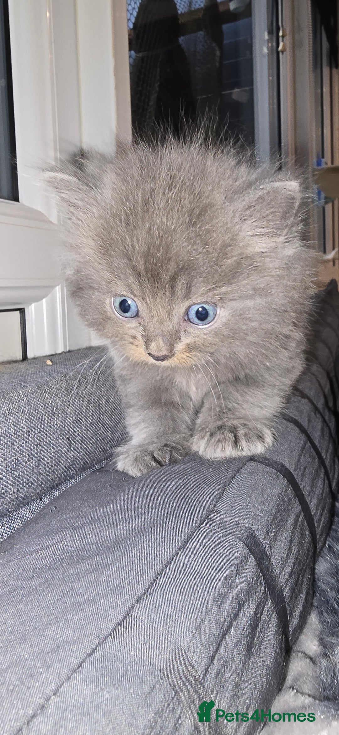 Maine Coon cats for sale: Amazing Mainecoon - Advert 1