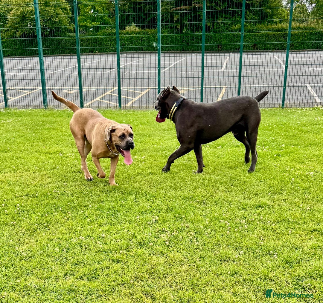 Cane Corso dogs for sale: Beautiful Cane Corso puppies available - Advert 2