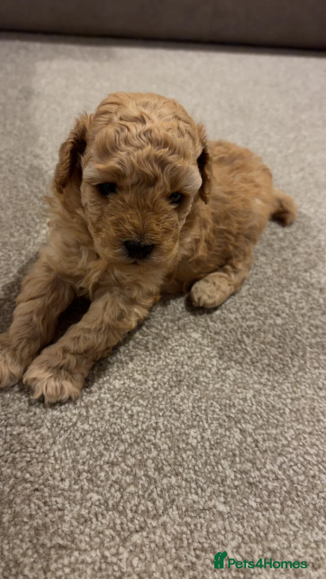 Miniature Poodle dogs for sale: Two female apricot miniature poodles  - Advert 2