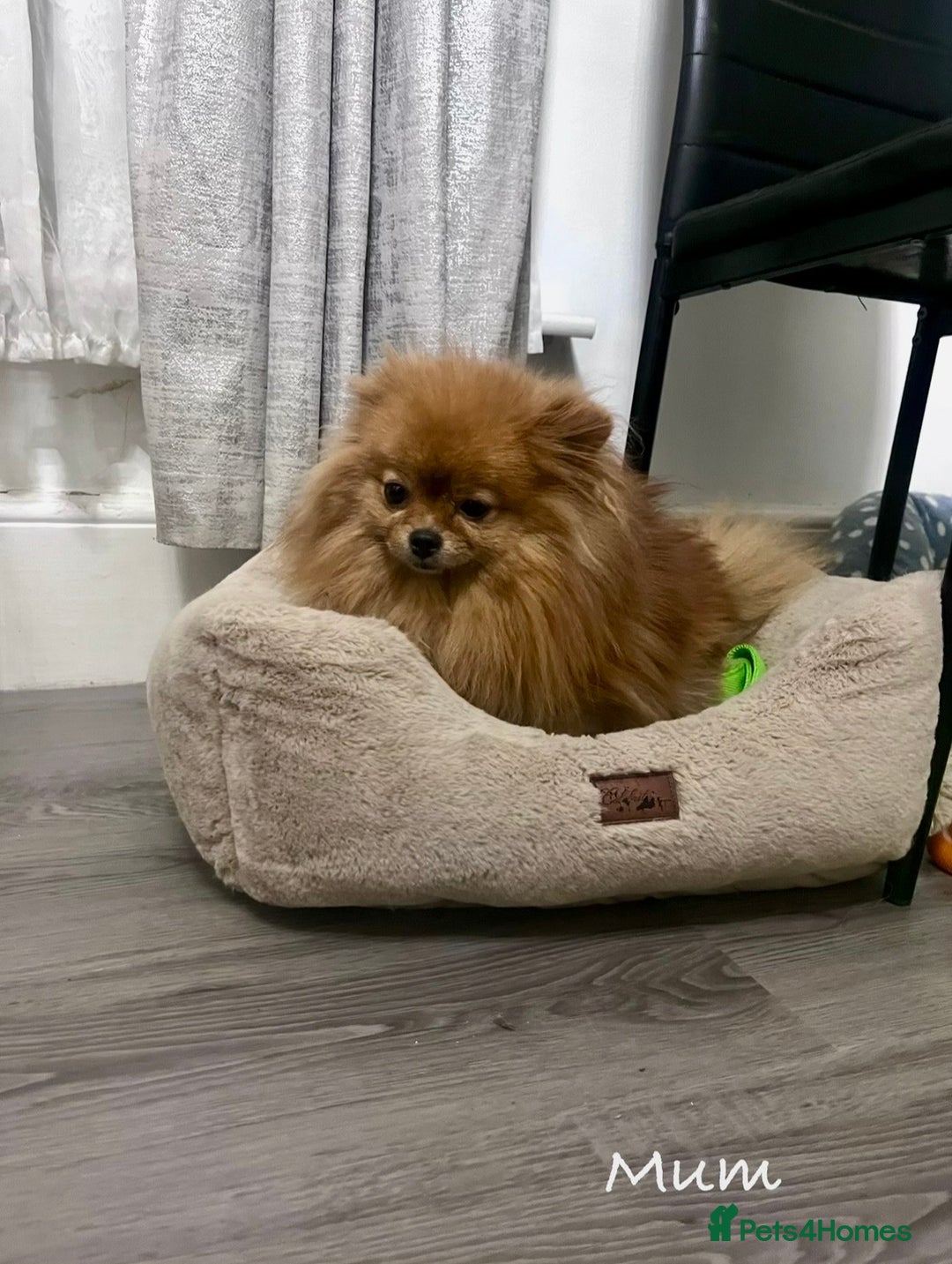 Pomeranian dogs for sale: 🔥🔝 Quality 🏆Championship 🧸Teddy Bears - Advert 19