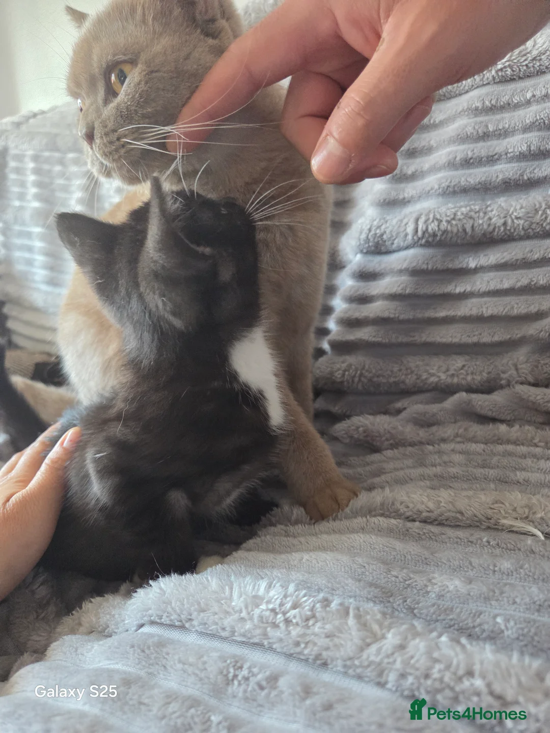 British Shorthair cats for sale: British Shorthair kitten for sale - Advert 6