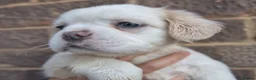 French Bulldog dogs for sale: FLUFFY FRENCHY:ISABELLA/LILAC/PLATINUM-KC&DNA CERT - Advert 14