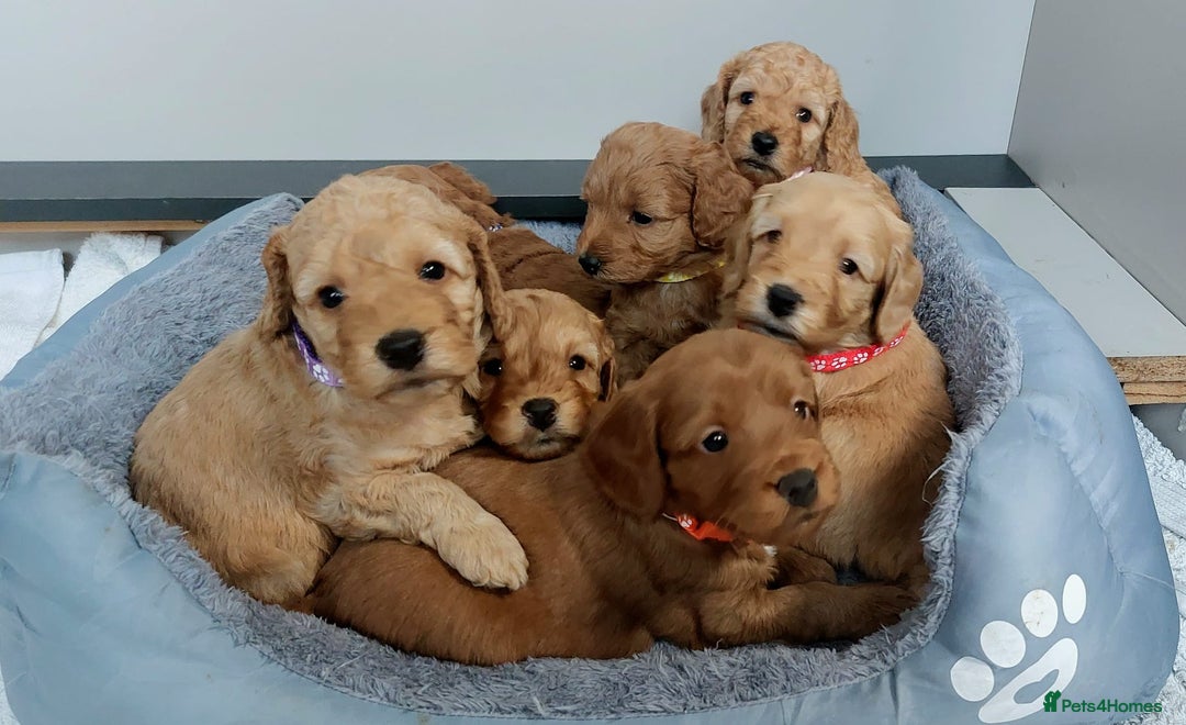 Cockapoo dogs for sale: Home bred, well socialised, trained,F1b cockapoos  - Advert 1